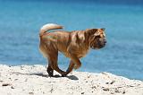 SHAR-PEI 627